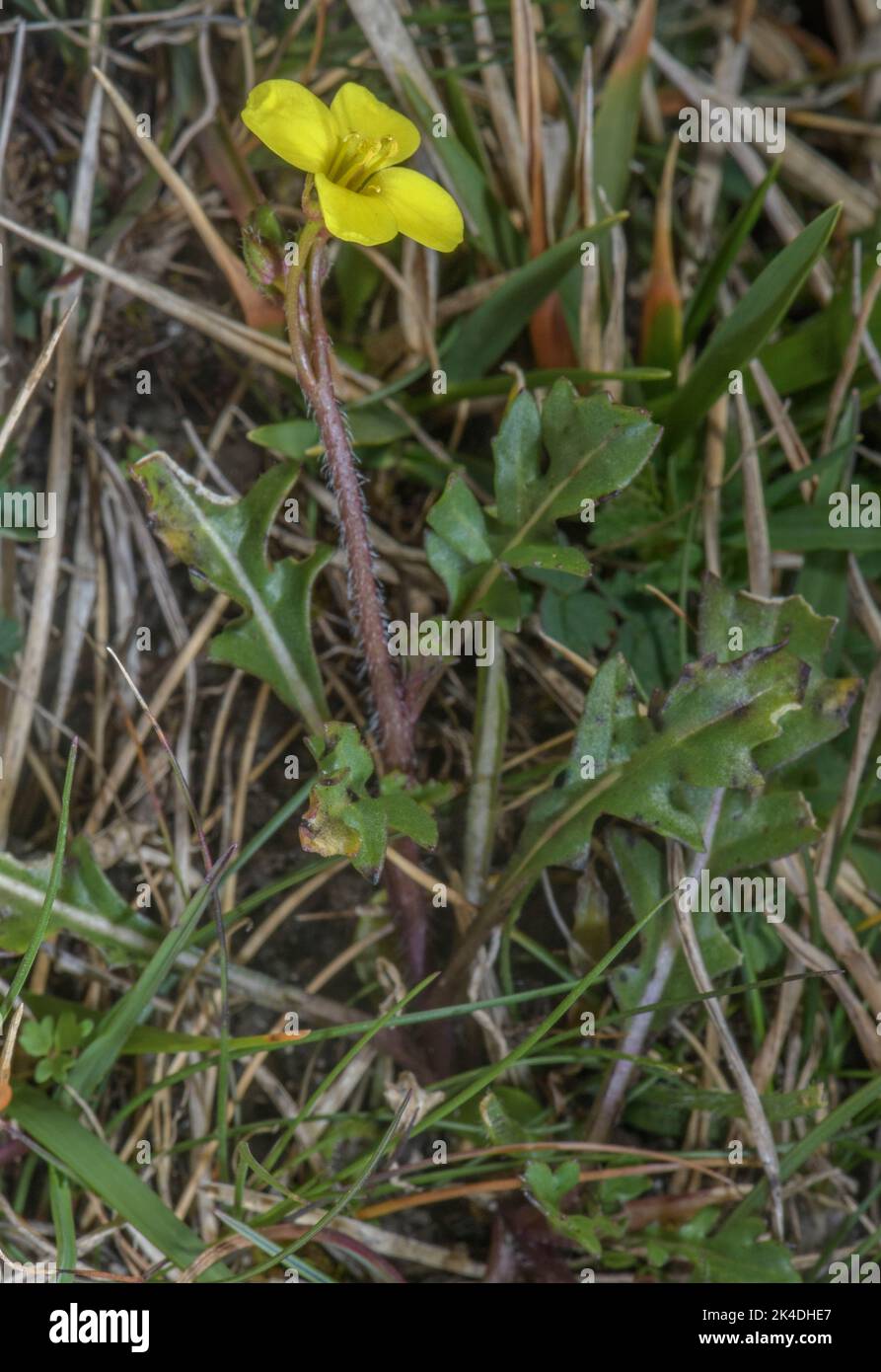 Annual Wall Rocket, Diplotaxis tenuifolia in flower in chalk grassland, Dorset. Stock Photo