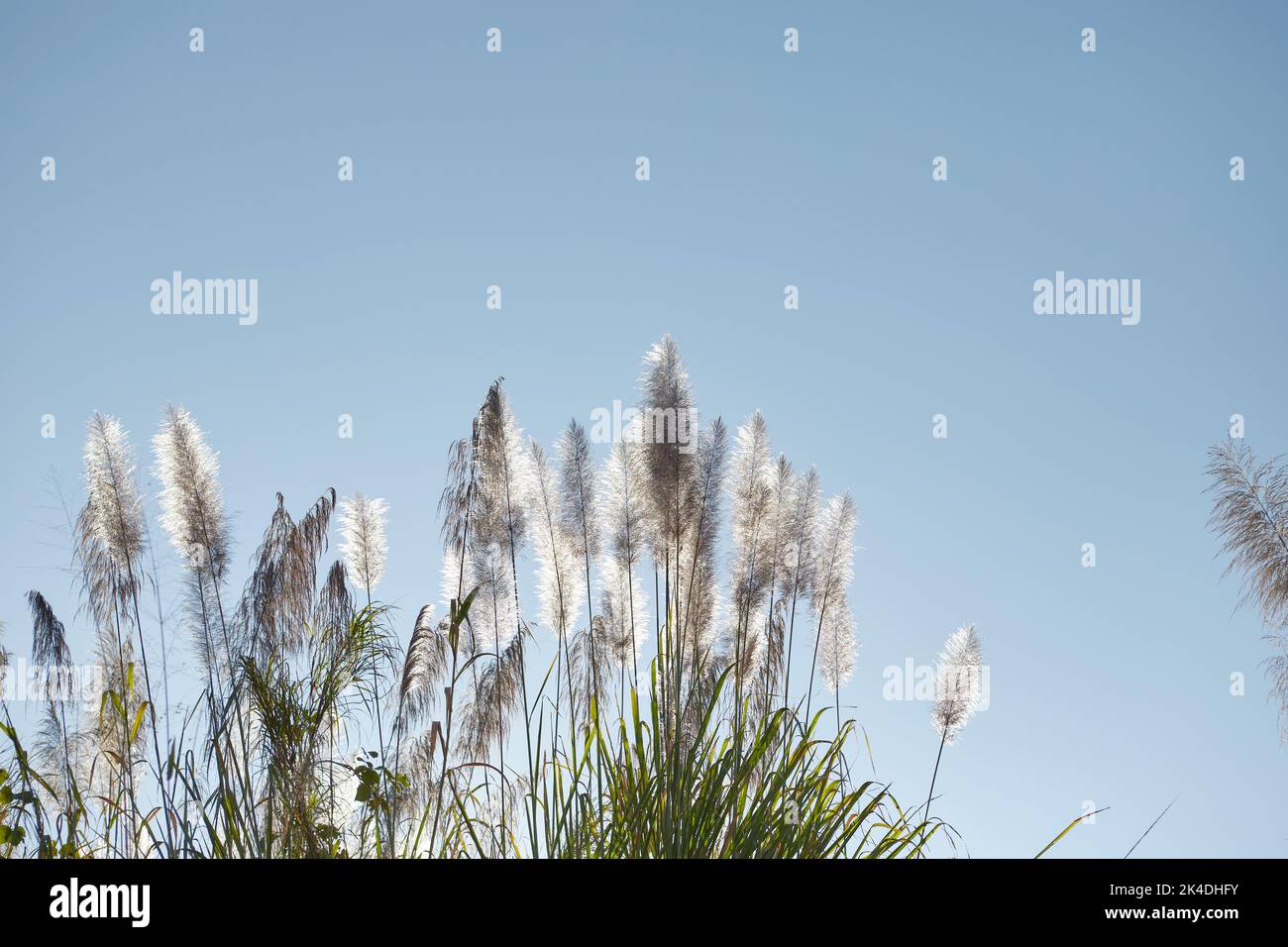 Reed in the sky with natural wind hi-res stock photography and images ...