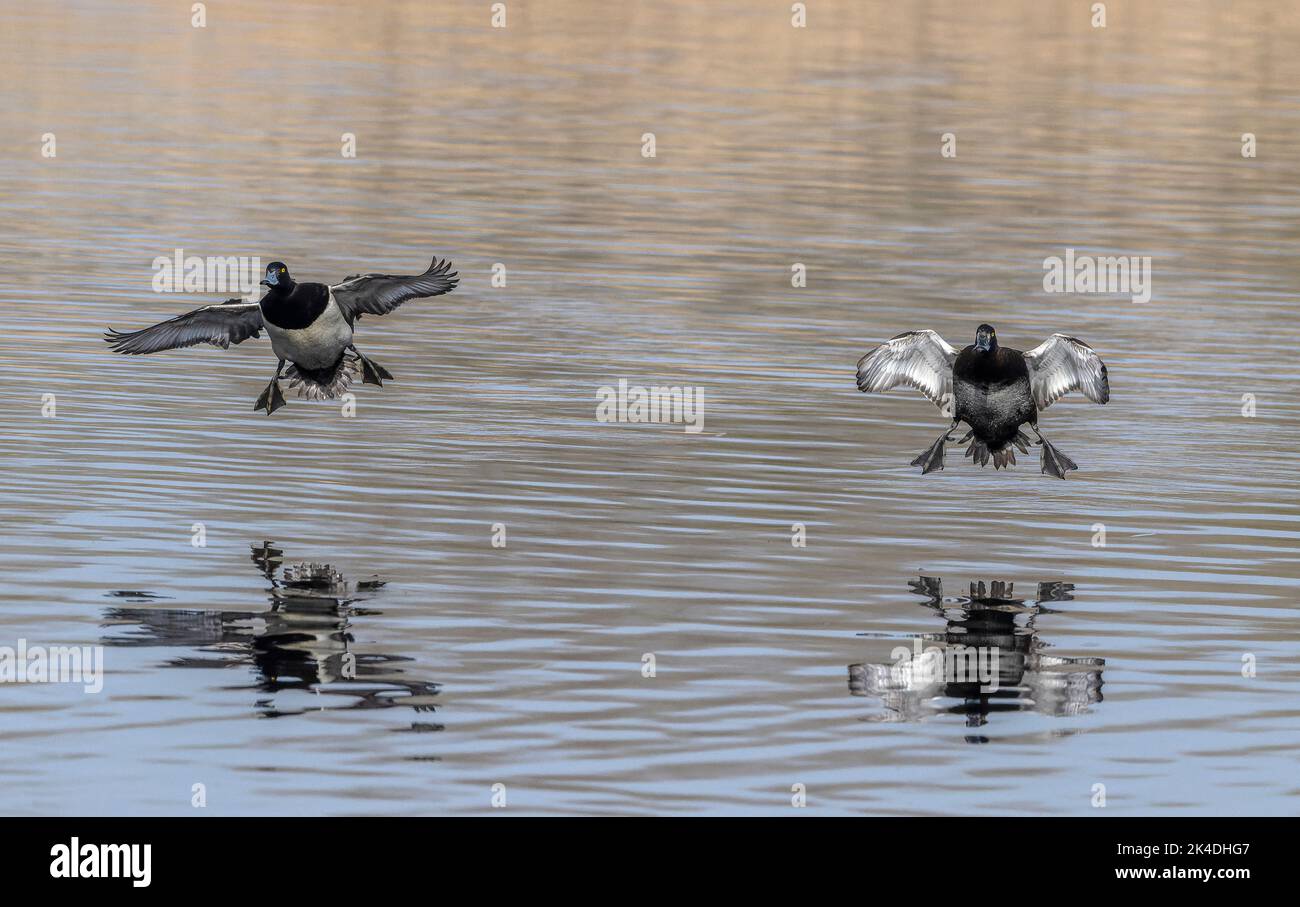 Tufted Ducks, Aythya fuligula, landing in lake. Stock Photo