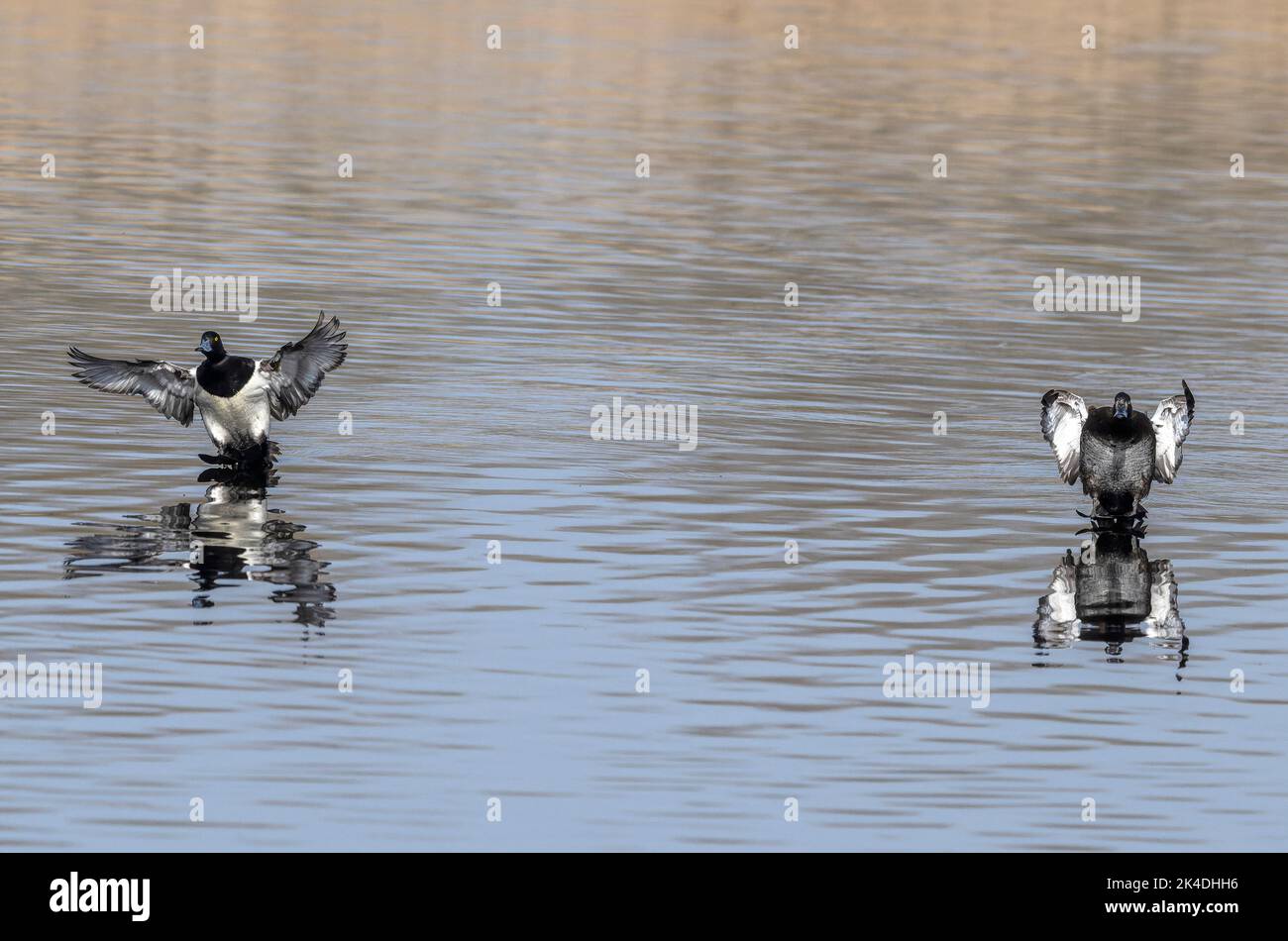 Tufted Ducks, Aythya fuligula, landing in lake. Stock Photo