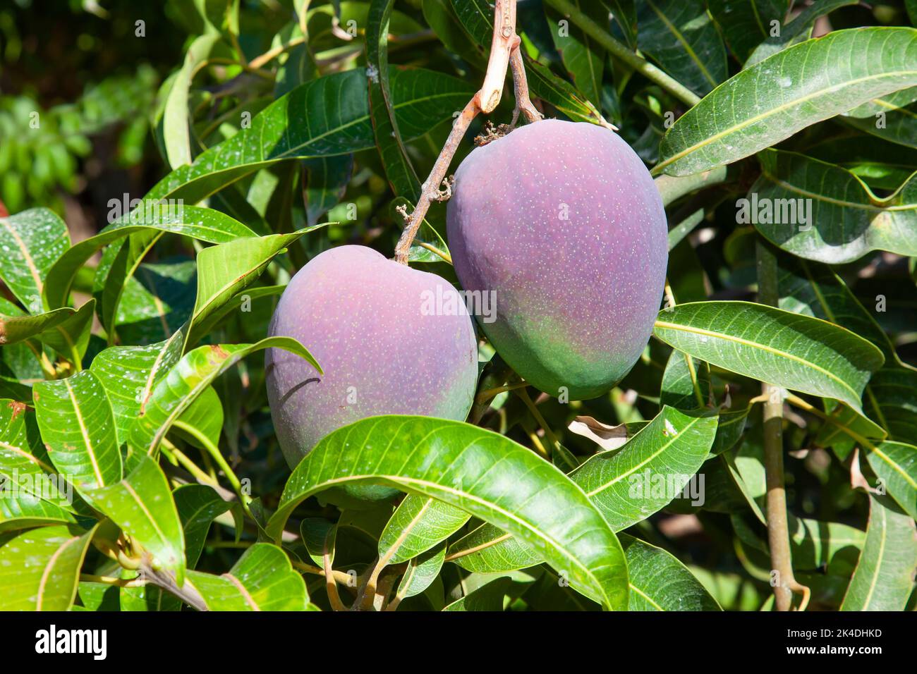 Mango tree in the wine and fruit growing area of Fajã dos Padres, Madeira, Portugal, Europe Stock Photo