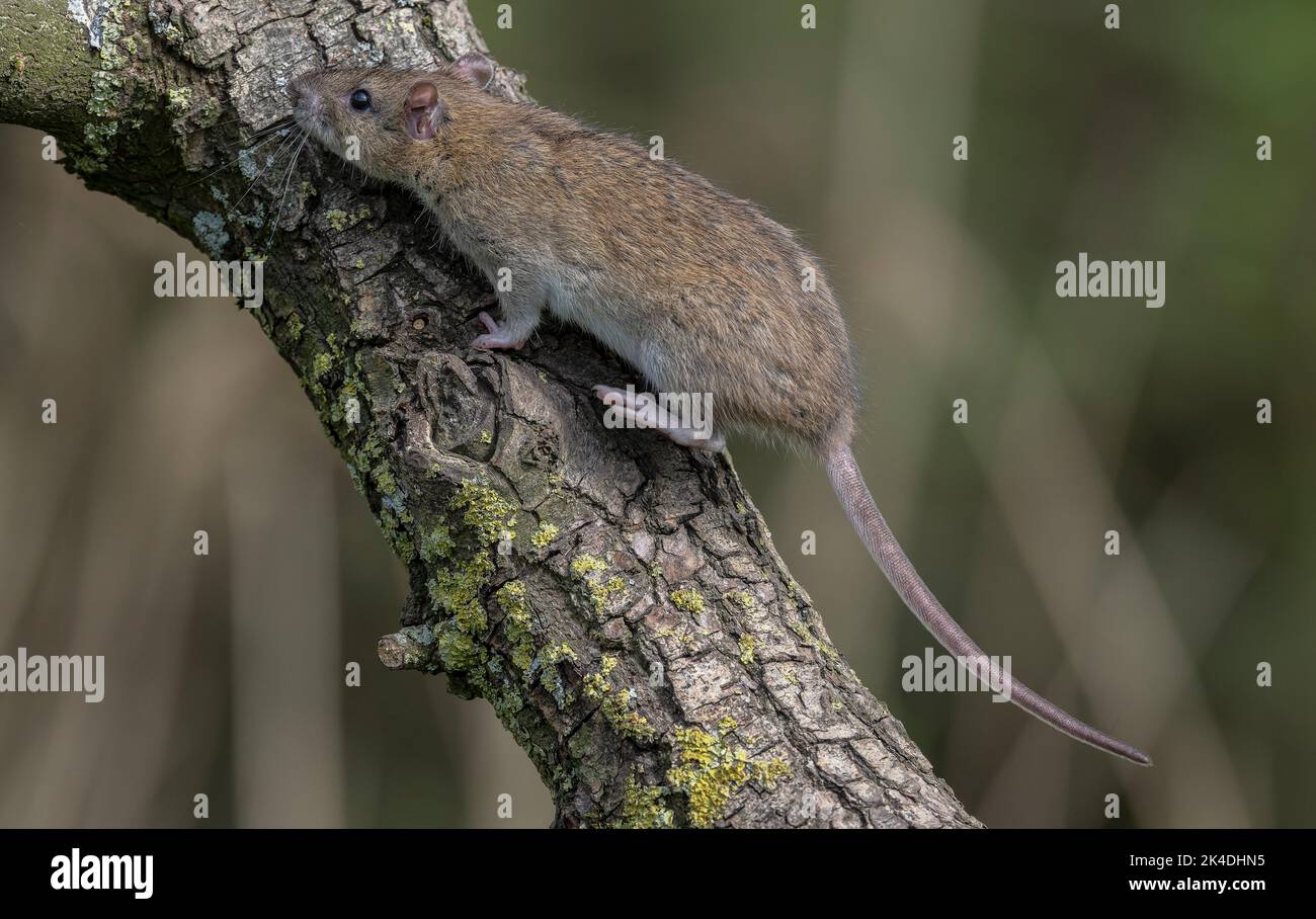 Why Do Rats Climb Trees at Brodie Parkhill blog