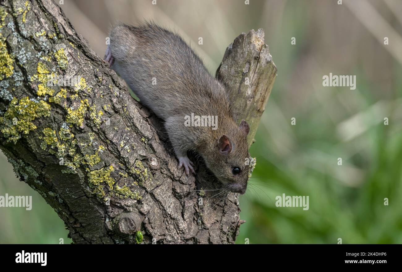 Brown rat, Rattus norvegicus, climbing a tree to reach food Stock Photo Alamy
