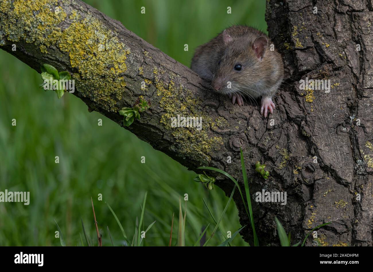 Brown rat, Rattus norvegicus, climbing a tree to reach food Stock Photo Alamy
