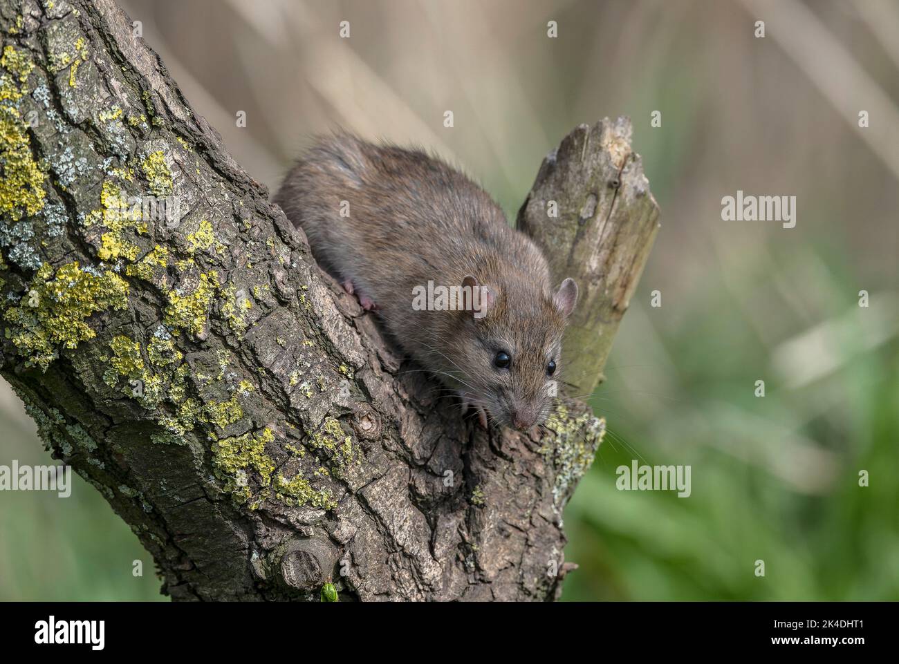 Brown rat, Rattus norvegicus, climbing a tree to reach food Stock Photo Alamy