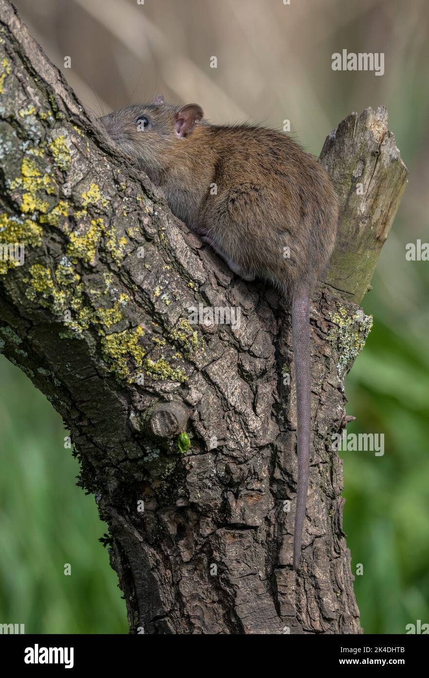 Brown rat, Rattus norvegicus, climbing a tree to reach food Stock Photo