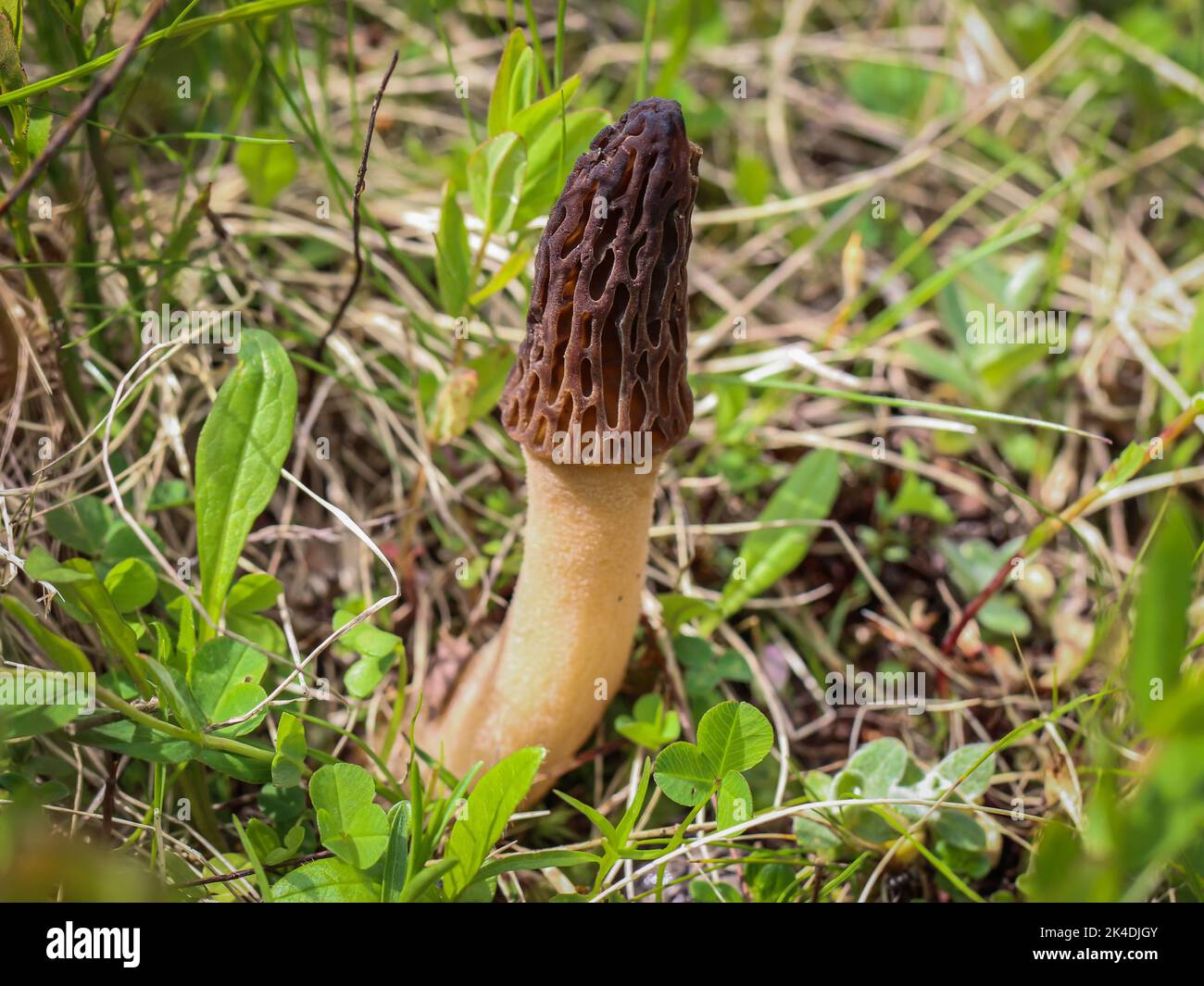 Brown edible sac fungi called the true morels from genus Morchella at mountain Mokra Gora near Tutin in southwestern Serbia Stock Photo