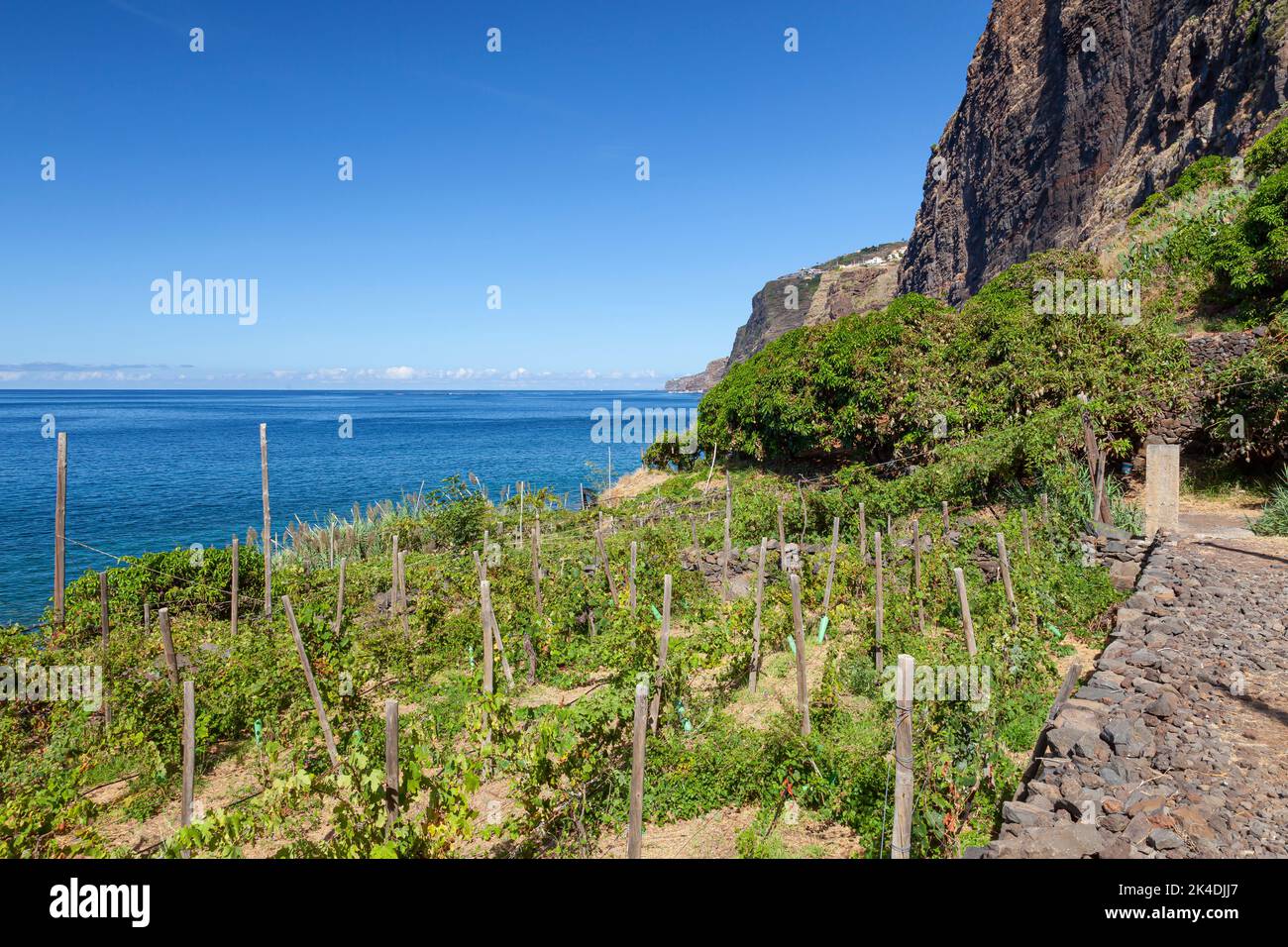 Bunches of grapes in the wine and fruit growing area of Fajã dos Padres, Madeira, Portugal, Europe Stock Photo