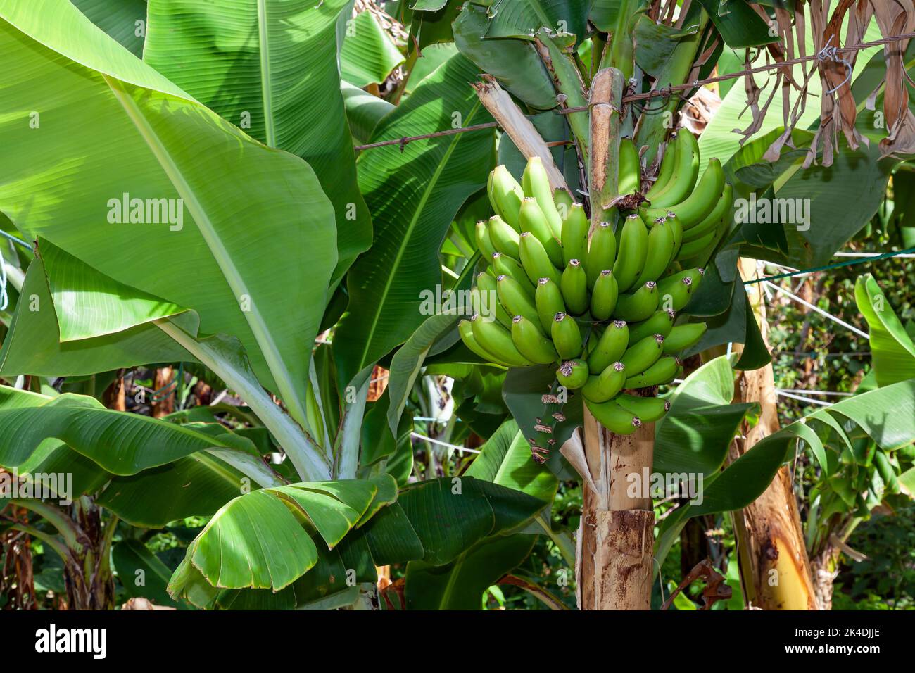 Bananatrees in the wine and fruit growing area of Fajã dos Padres, Madeira, Portugal, Europe Stock Photo