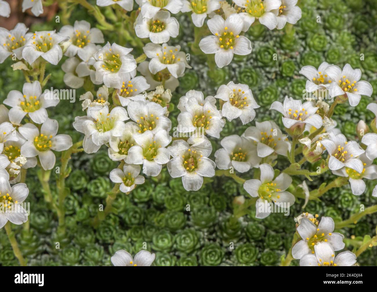Kabschia saxifrage, Saxifraga marginata var. coriophylla; from Albania Stock Photo