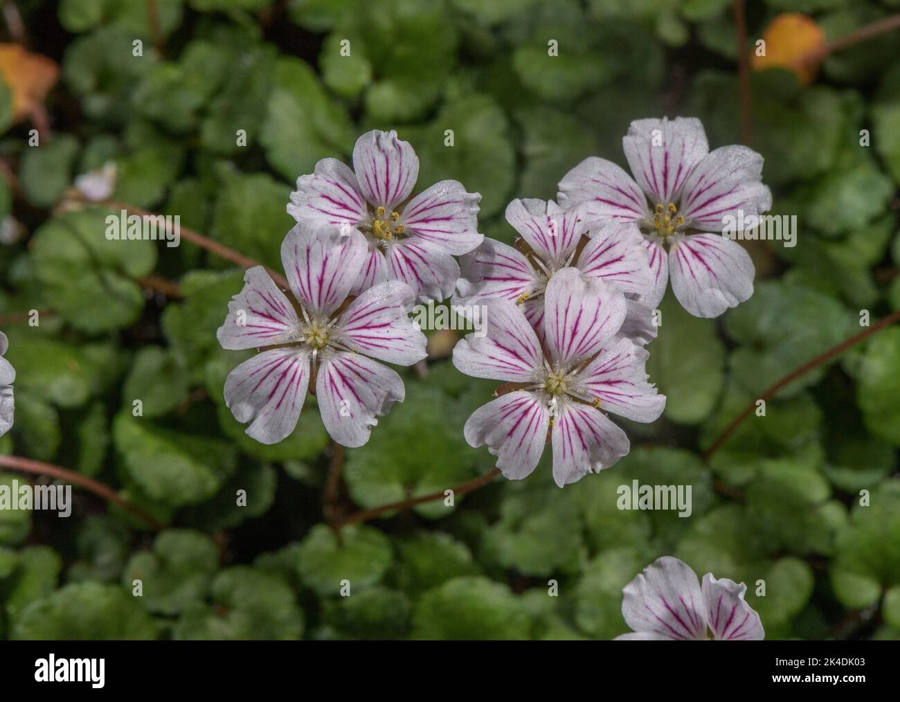 A Storksbill, Erodium reichardii, endemic to the Balearic Islands, Spain. . Stock Photo