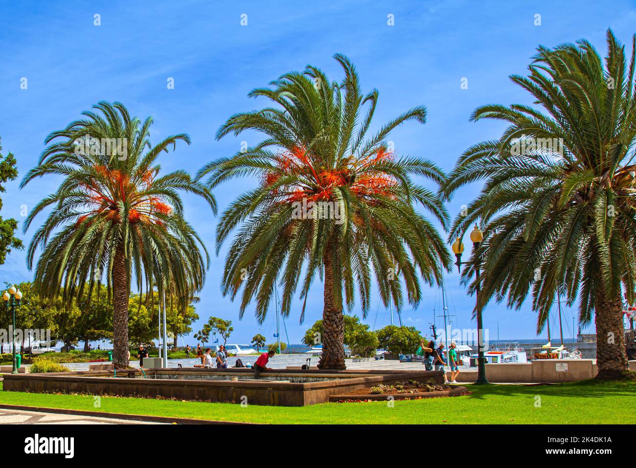 Date palms on the promenade at the port of Funchal, Madeira, Portugal,Europe Stock Photo