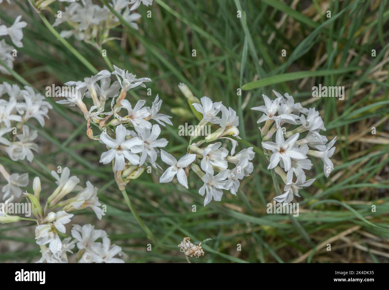 Tulbaghia cominsii in flower. South Africa. Stock Photo