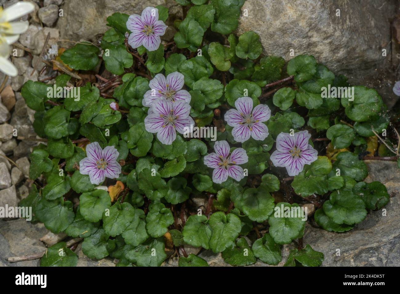 A Storksbill, Erodium reichardii, endemic to the Balearic Islands, Spain. . Stock Photo