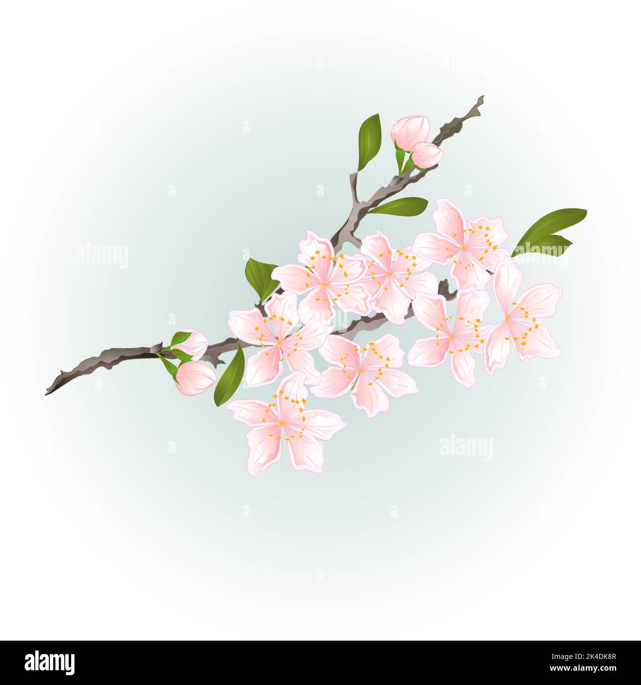 Sakura cherry branch pink flower with leaves vector illustration Stock ...