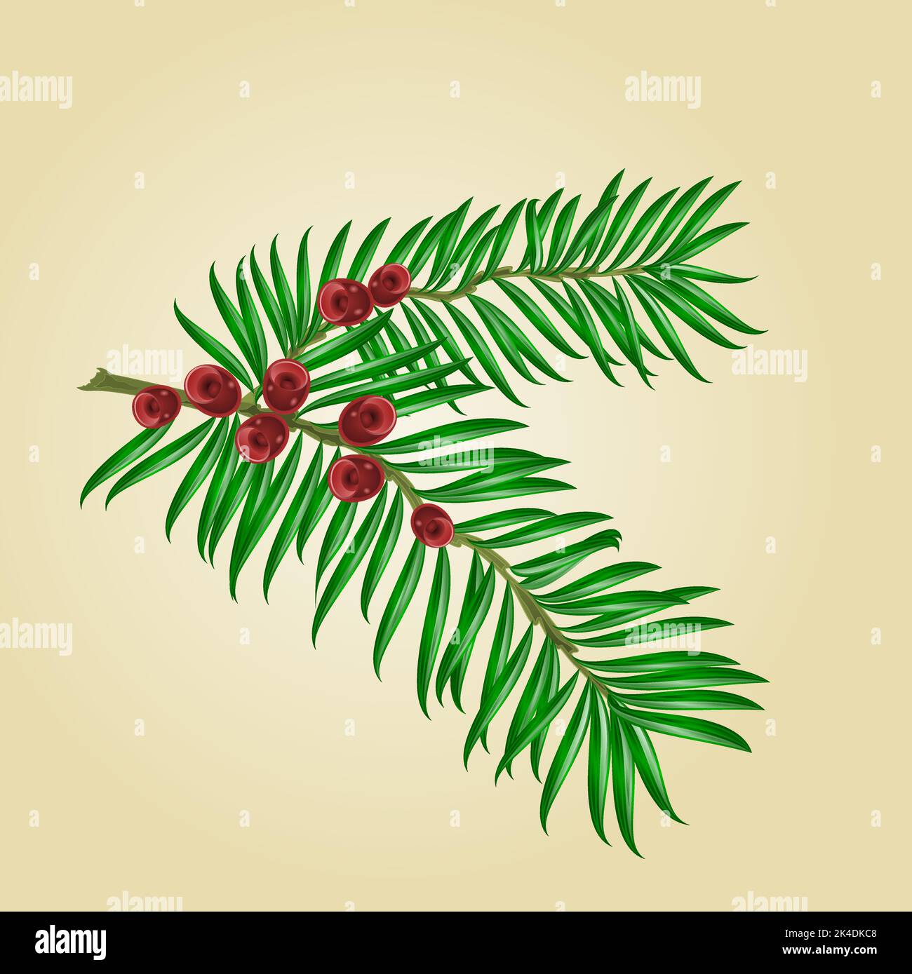 Yew berries and illustration Stock Vector Images Alamy
