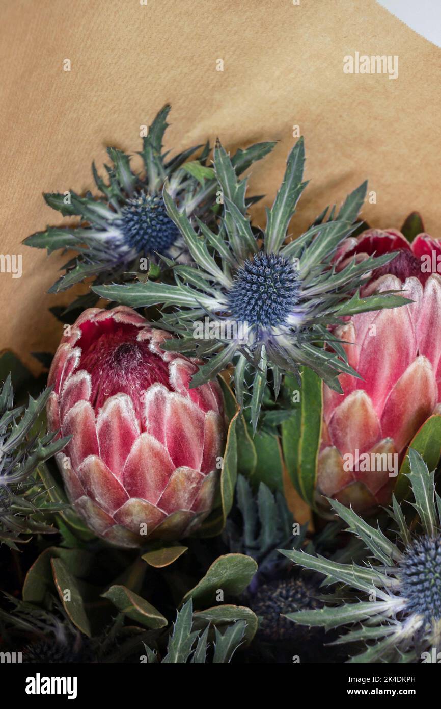 South African Protea flower and Eryngium flower bouquet in wrapping paper Stock Photo