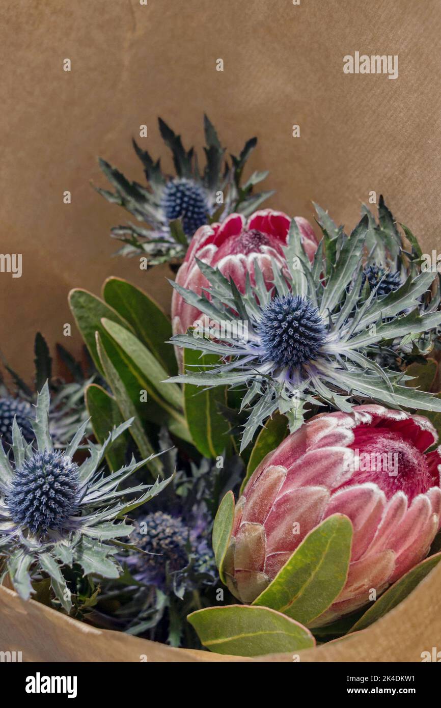 South African Protea flower and Eryngium flower bouquet in wrapping paper Stock Photo