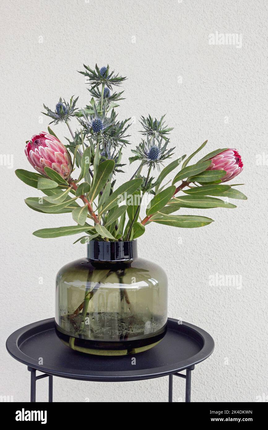south african Protea flower and Eryngium flower bouquet in vase on table Stock Photo