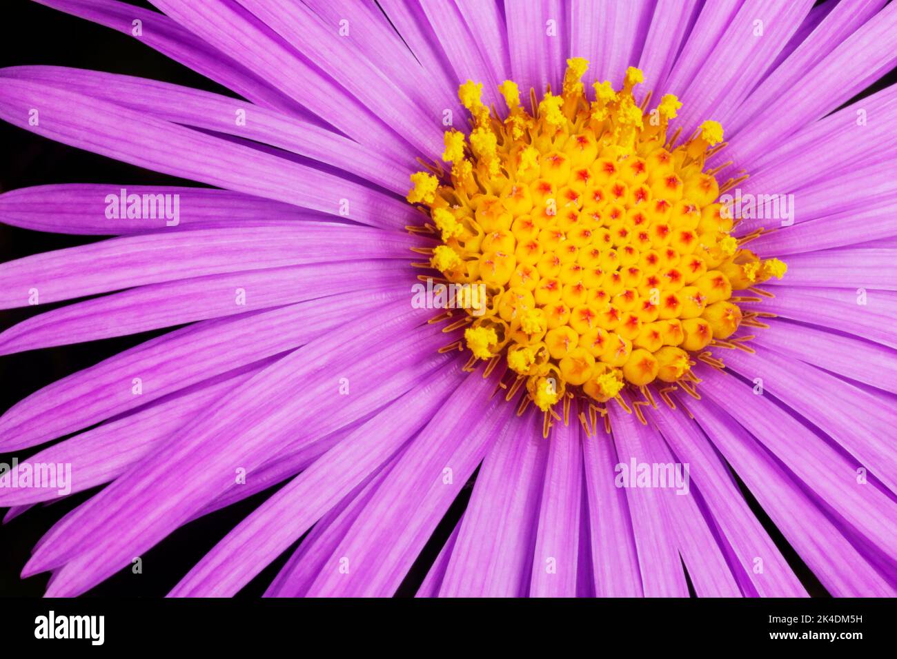 close up of purple chrysanthemum isolated on black Stock Photo