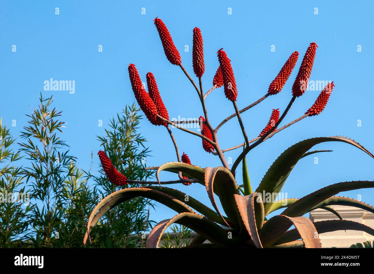 Sydney Australia, red flowerheads of a aloe excelsa or Zimbabwe aloe against blue sky Stock Photo