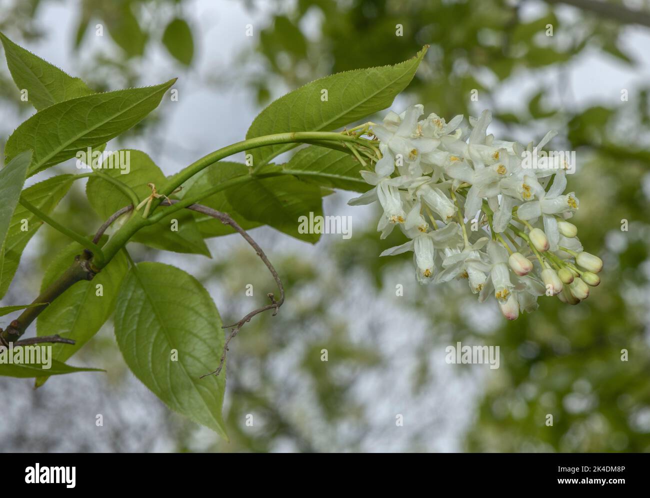 Caucasian bladdernut, Staphylea colchica, in flower, from the Caucasus, Stock Photo