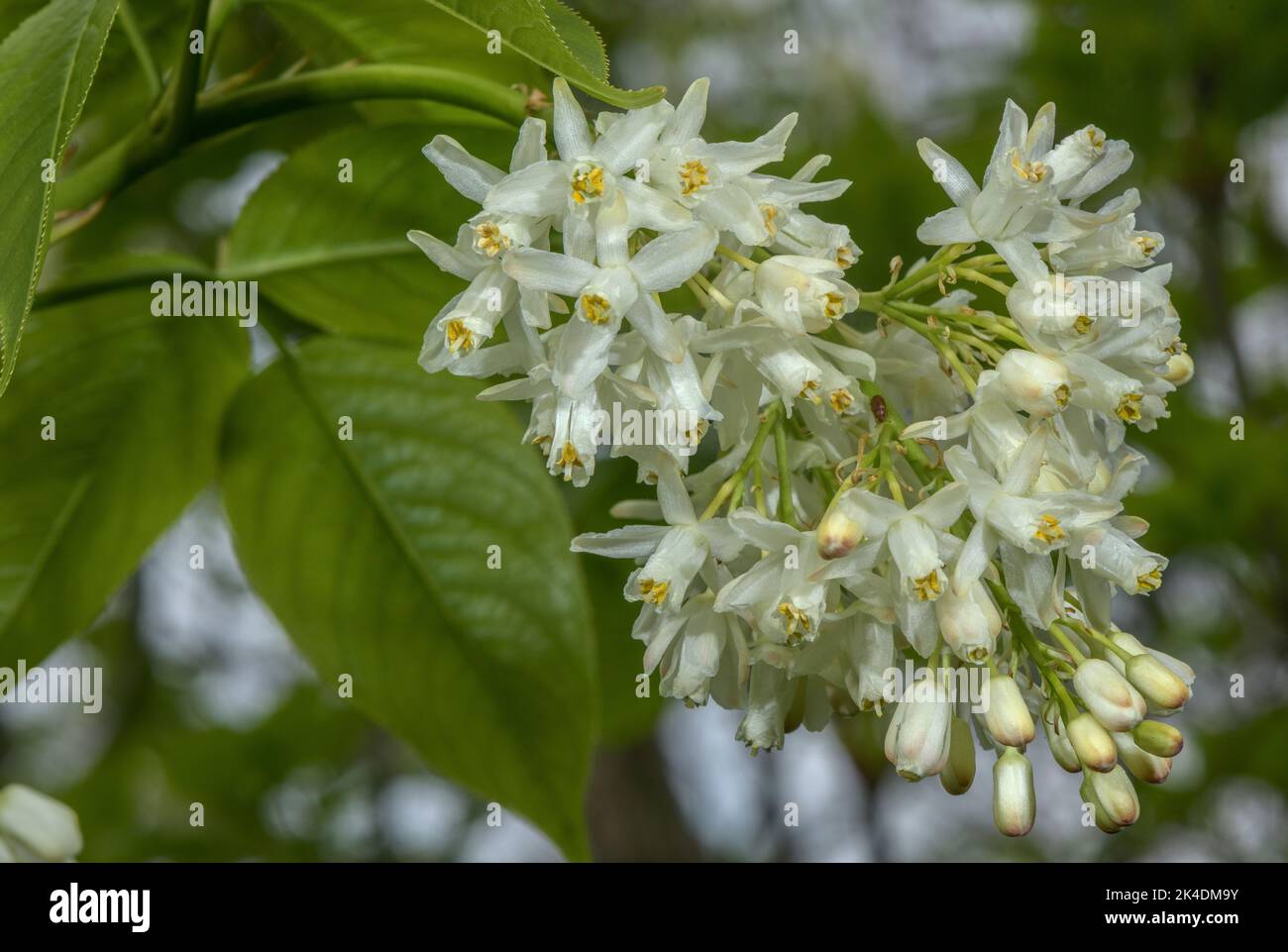 Caucasian bladdernut, Staphylea colchica, in flower, from the Caucasus, Stock Photo