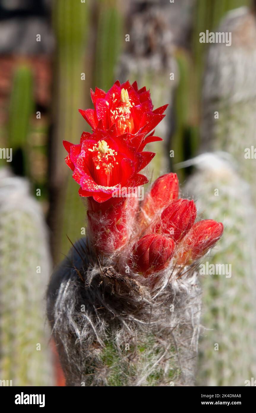 Sydney Australia, close up of red flower of woolly oreocereus cactus in a desert garden Stock Photo