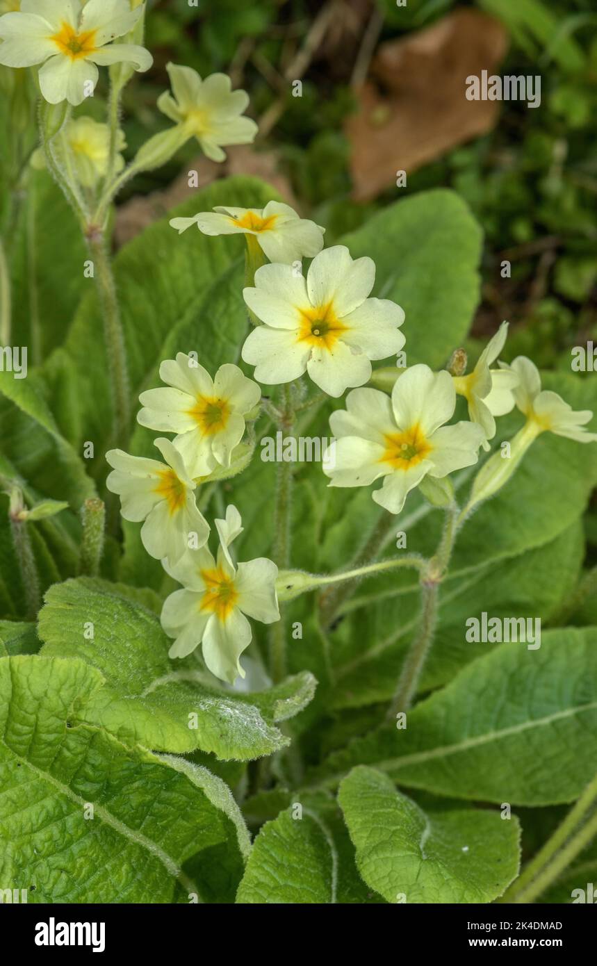 False Oxlip, Primula x digenea, Cowslip x Oxlip, (Primula elatior x ...