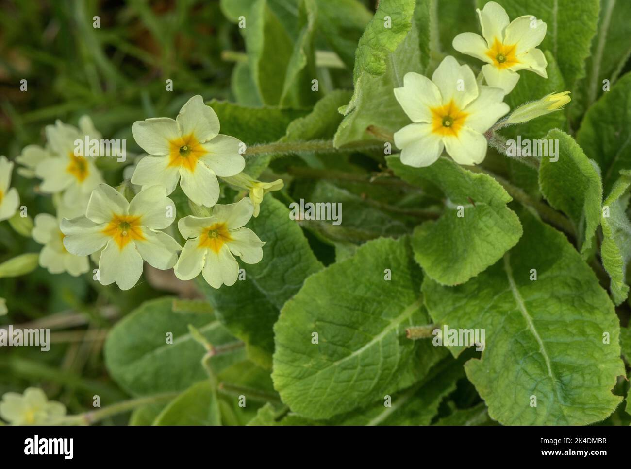 False Oxlip, Primula x digenea, Cowslip x Oxlip, (Primula elatior x ...