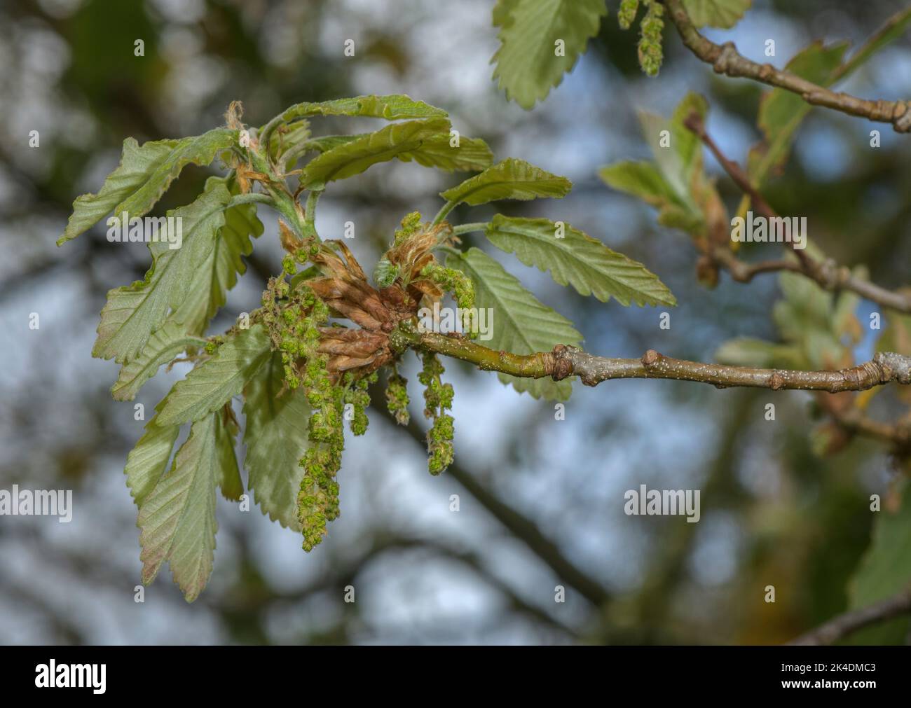 Algerian oak, Quercus canariensis, in flower in Spring. Spain. Stock Photo