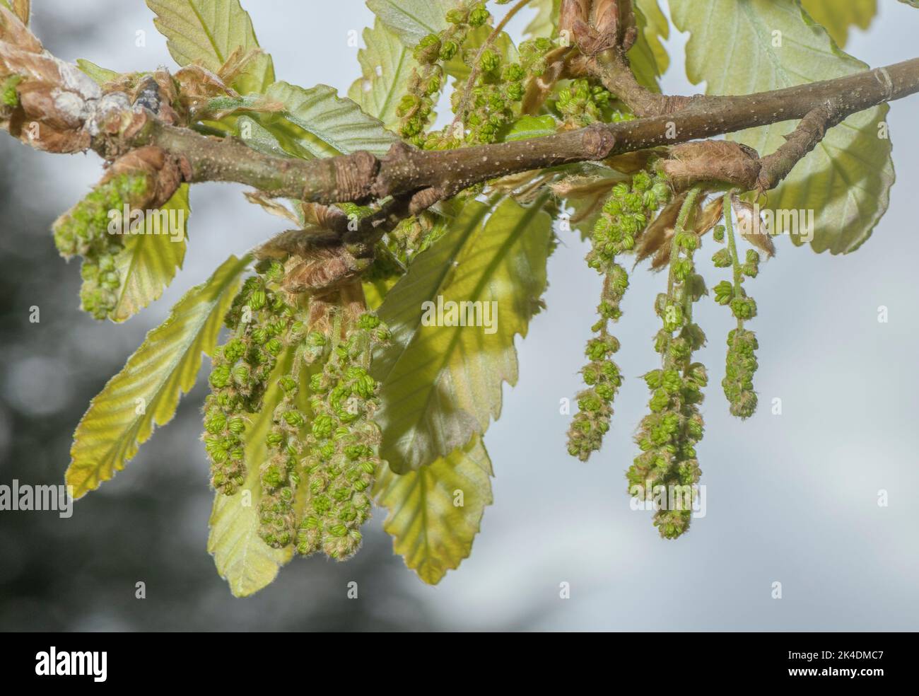 Algerian oak, Quercus canariensis, in flower in Spring. Spain. Stock Photo