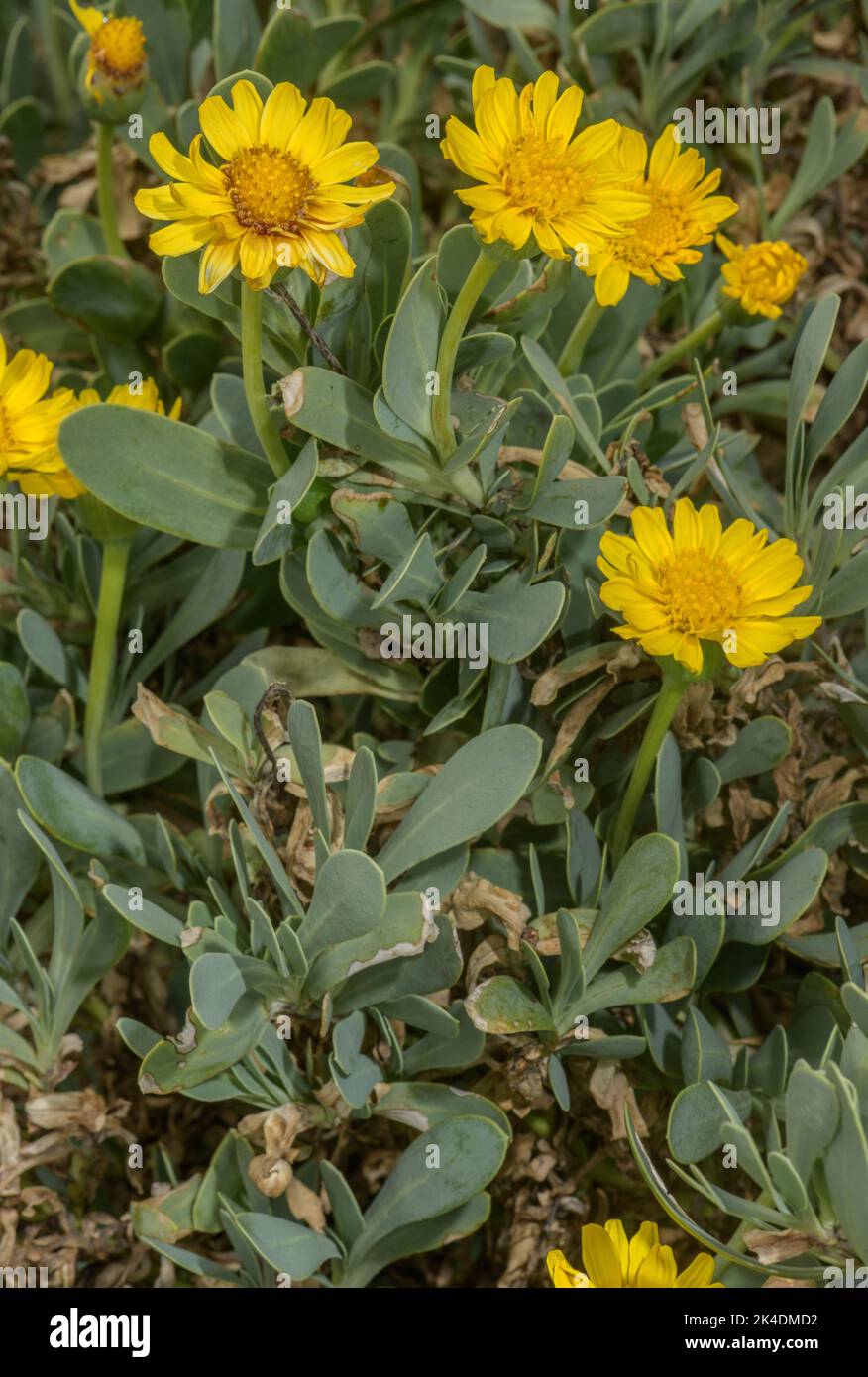 Barbary Ragweed, Hertia cheirifolia, in flower, North Africa, Stock Photo