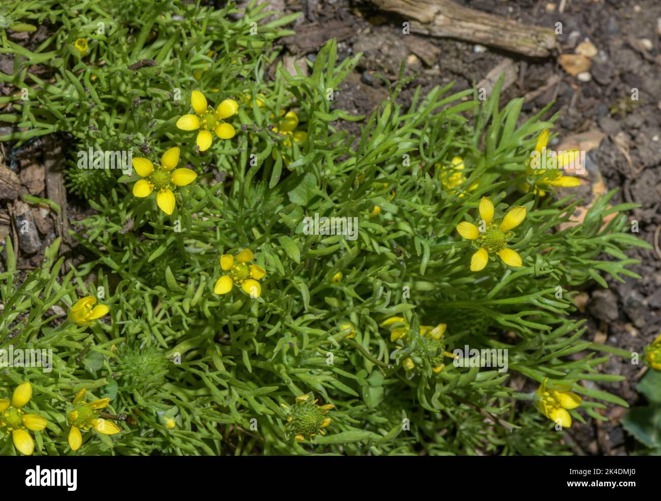 Bur Buttercup, Ranunculus falcatus, in flower, with developing fruit