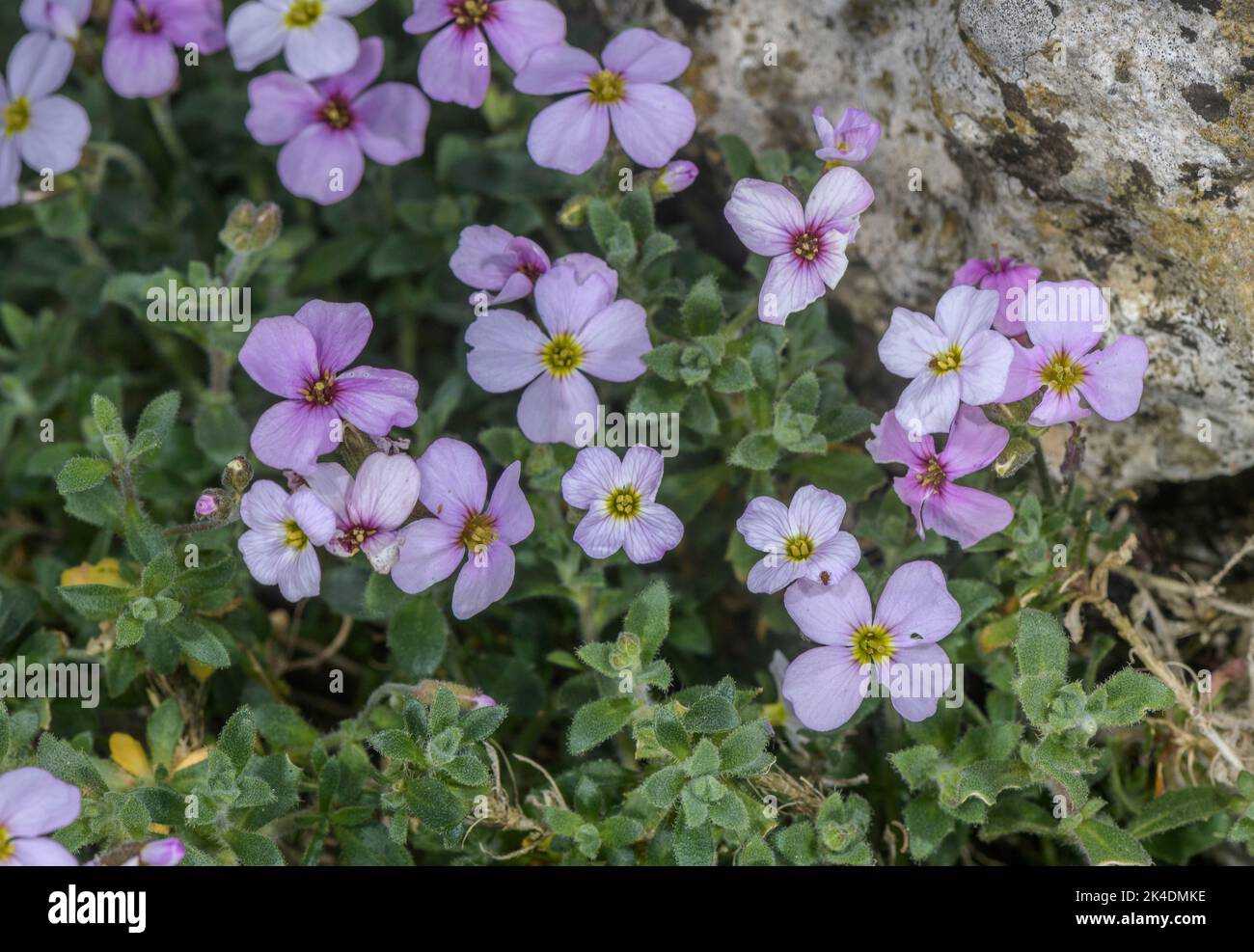 Lebanese rock cress, Aubrieta libanotica in flower in spring. Lebanon. Stock Photo