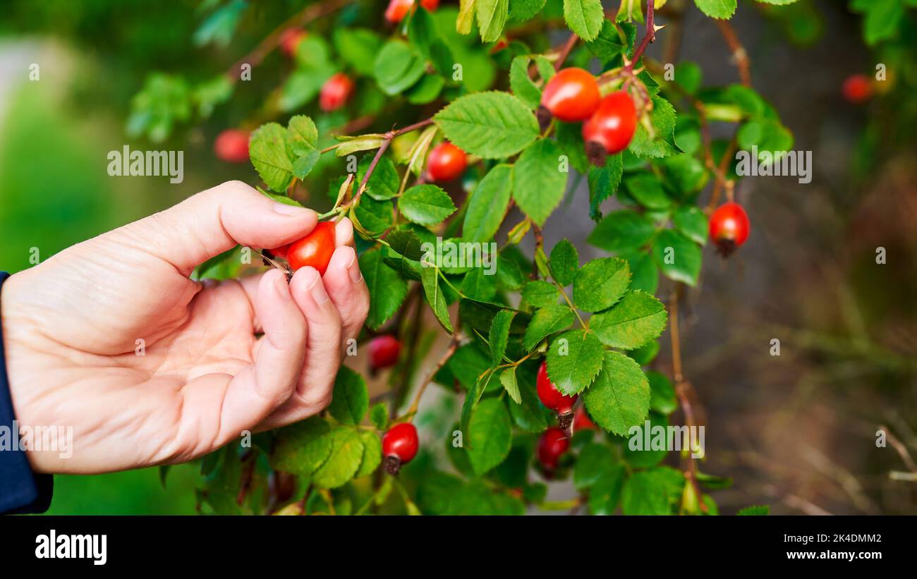 Red rose hips on a bush with green leaves. A woman's hand harvests healthy red berries on an autumn day. Stock Photo