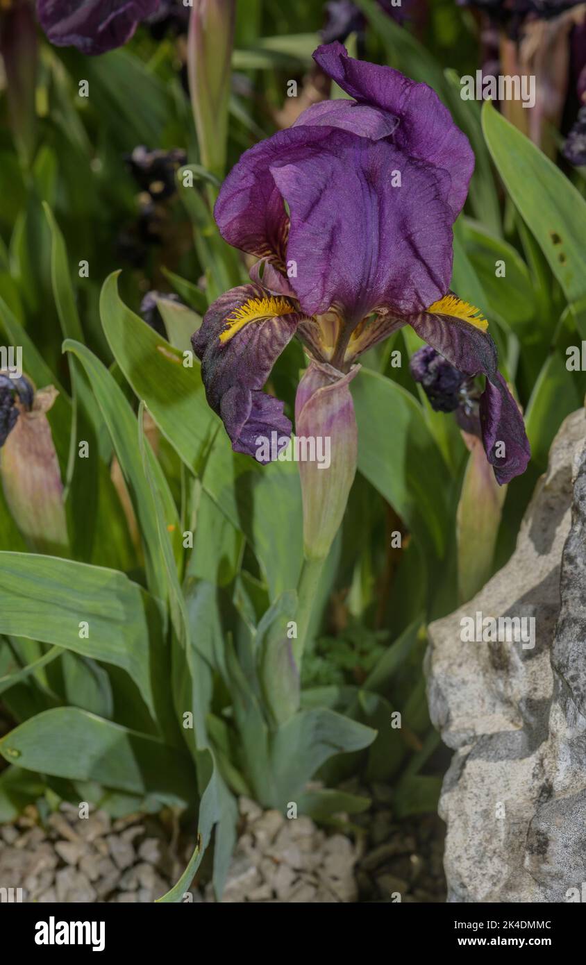 Rock Iris, Iris reichenbachii, in flower in its purple form. Balkans. Stock Photo