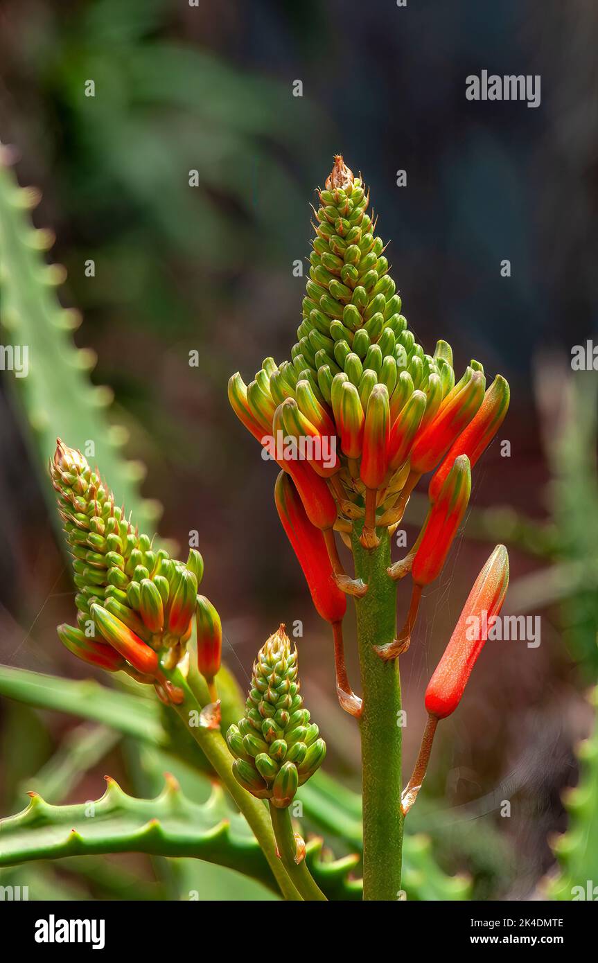 Sydney Australia, flowering aloe cryptopoda a native of southern africa Stock Photo