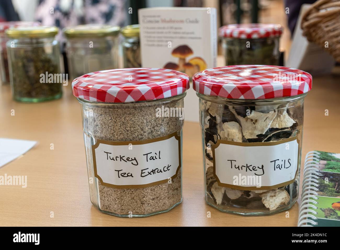 Jars of foraged turkey tail mushrooms or fungi, and powdered turkey tails made into a tea extract for medicinal use, UK Stock Photo