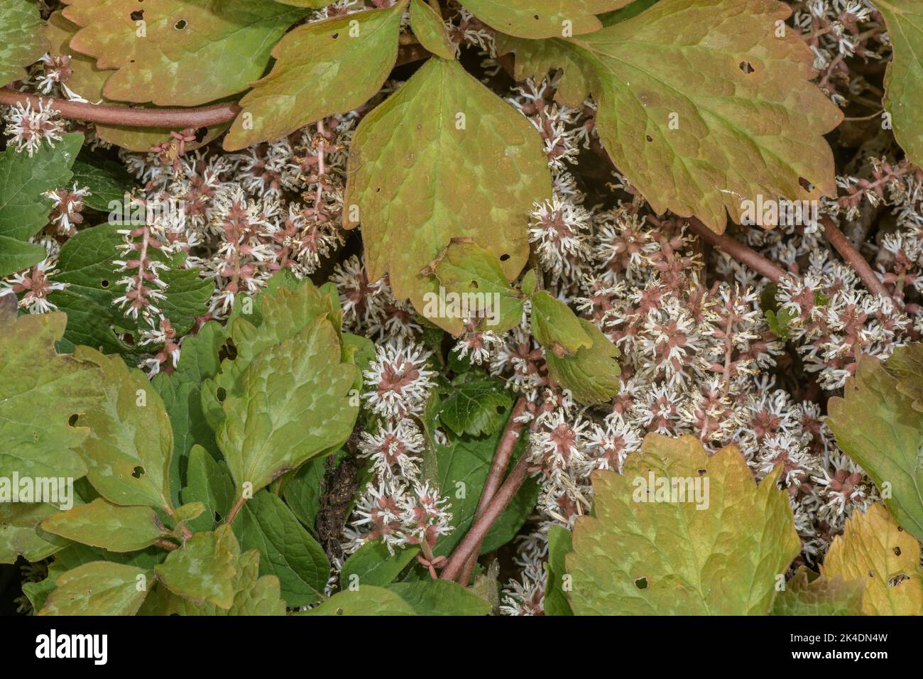 Allegheny Mountain Spurge, Pachysandra procumbens in flower in SE USA. Stock Photo