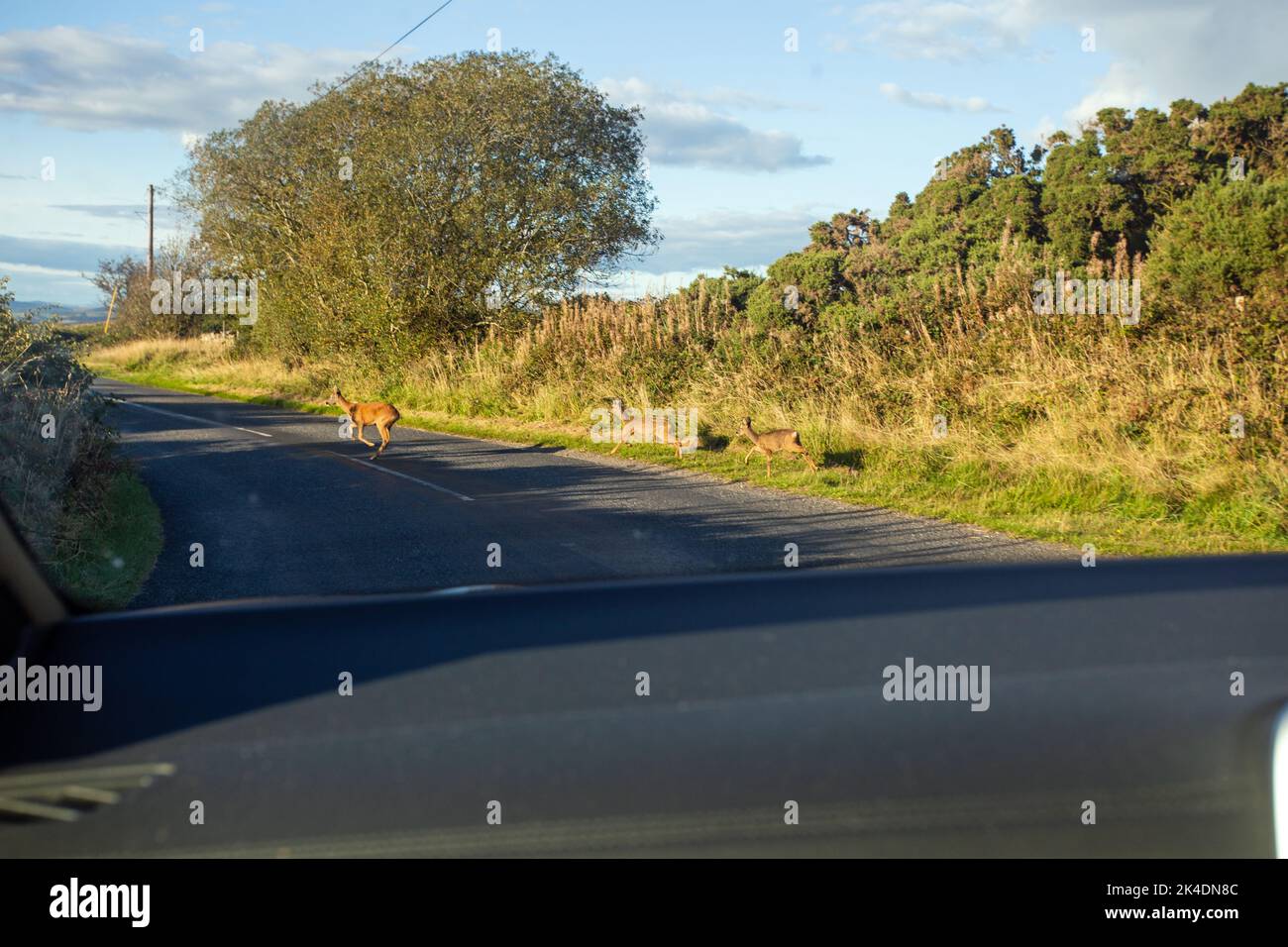 Castle Douglas, Dumfries & Galloway, Scotland, September 2022, wild