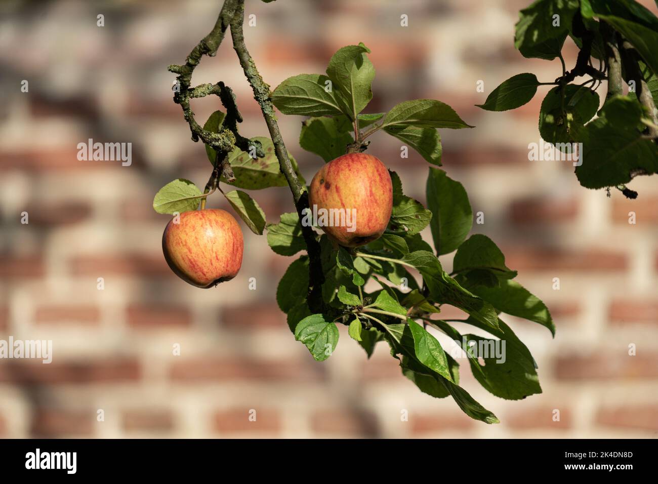 Traditional King of the Pippins apples hanging on a branch before a brick wall in the late summer sunlight Stock Photo