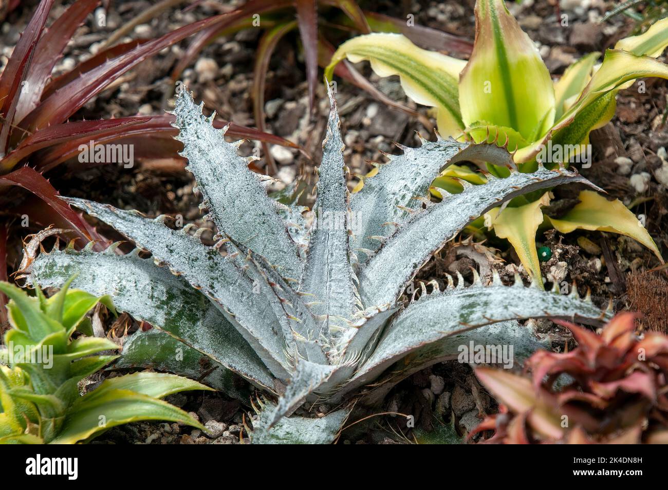 Sydney Australia, dyckias have stiff and thorny leaves, prefer rocky and sunny areas and have a natural tendency to clump leading to thick, large mats Stock Photo