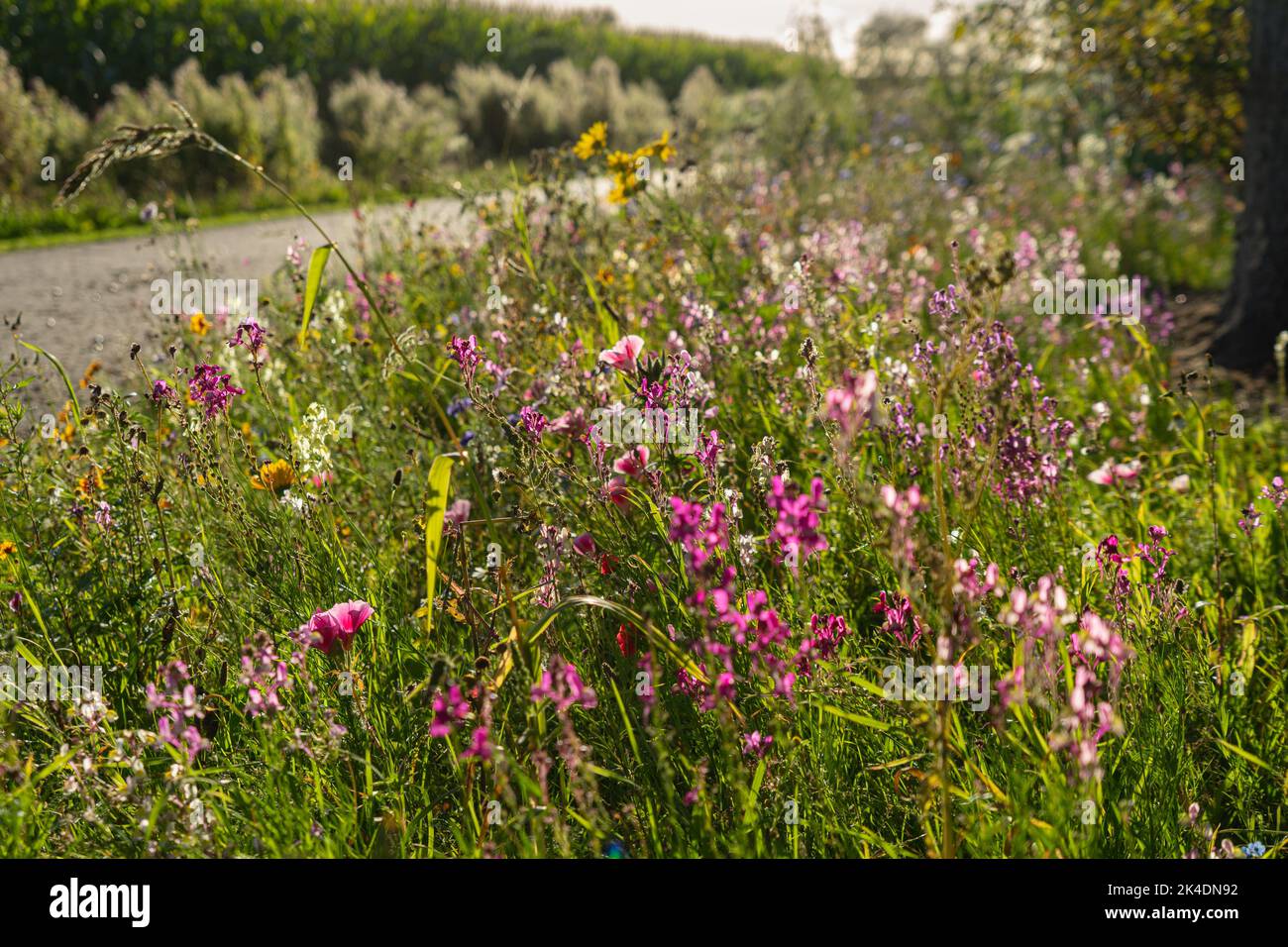 Late summer wildflowers blooming in abundance on a roadside Stock Photo