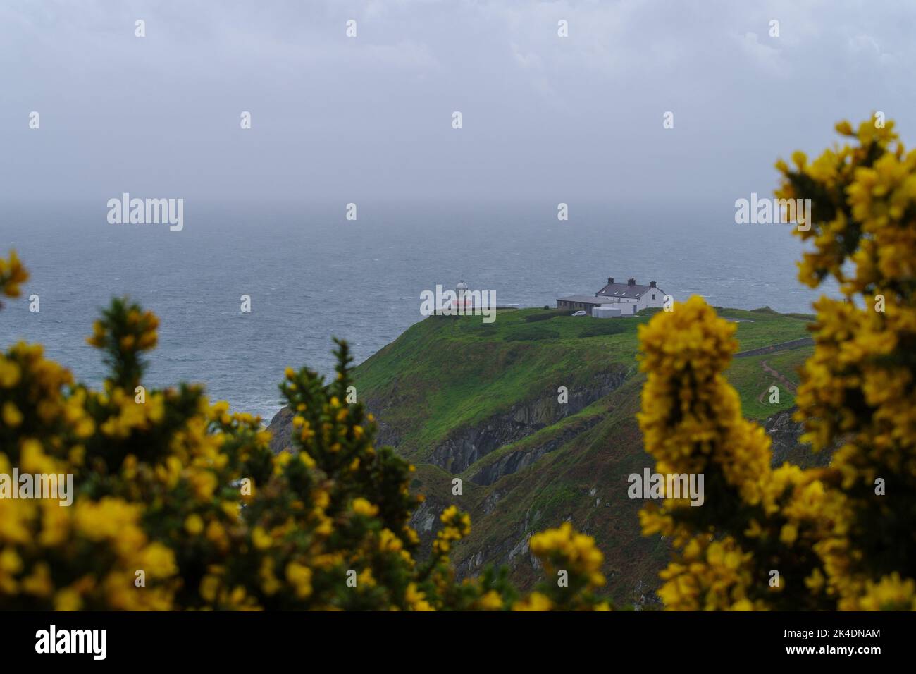 Howth Head, Ireland - May 18th 2022: Baily Lighthouse, Howth Head at bad weather shot through yellow Gorse (Ulex) Stock Photo