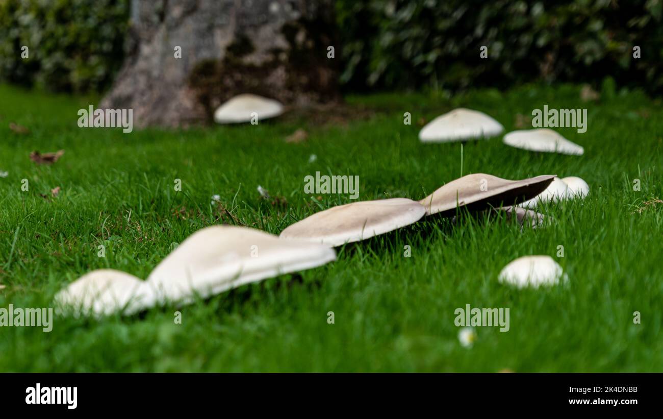 Mushrooms growing in a fairy ring on a lawn in dusky early morning light Stock Photo