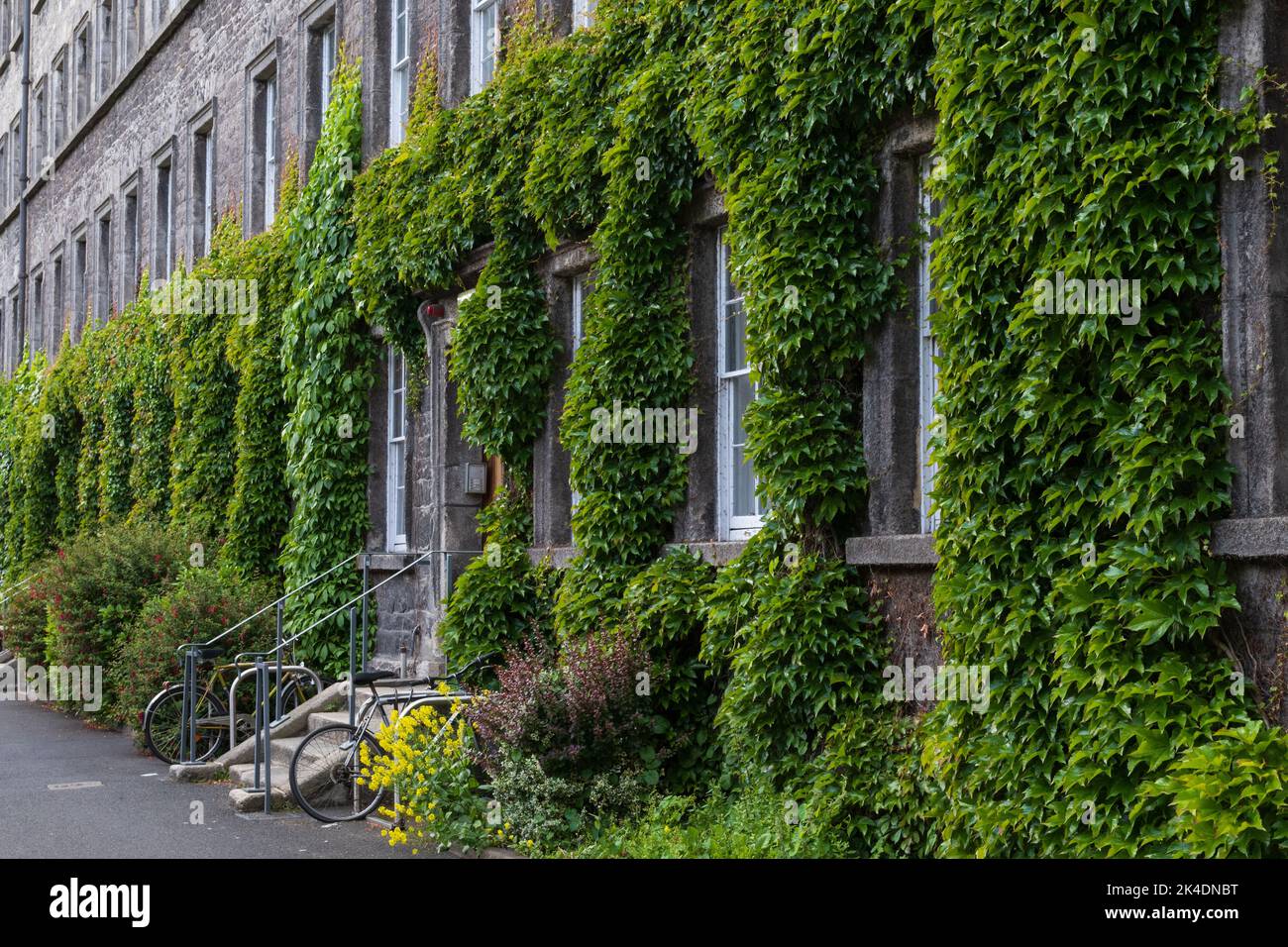 Dorm building at Trinity College Dublin overgrown with ivy Stock Photo