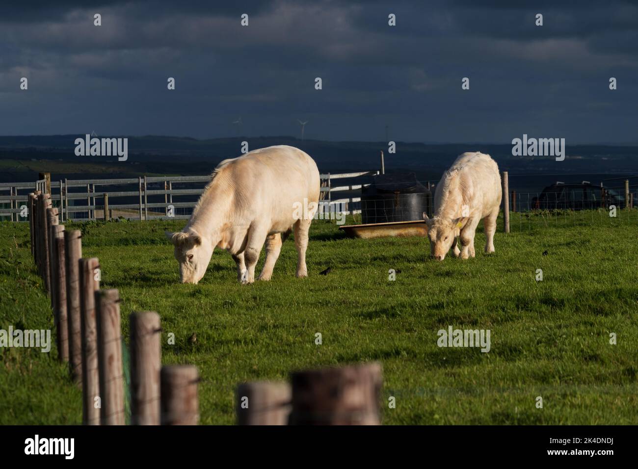 two white cows grazing at sunset during golden hour in front of dark ...