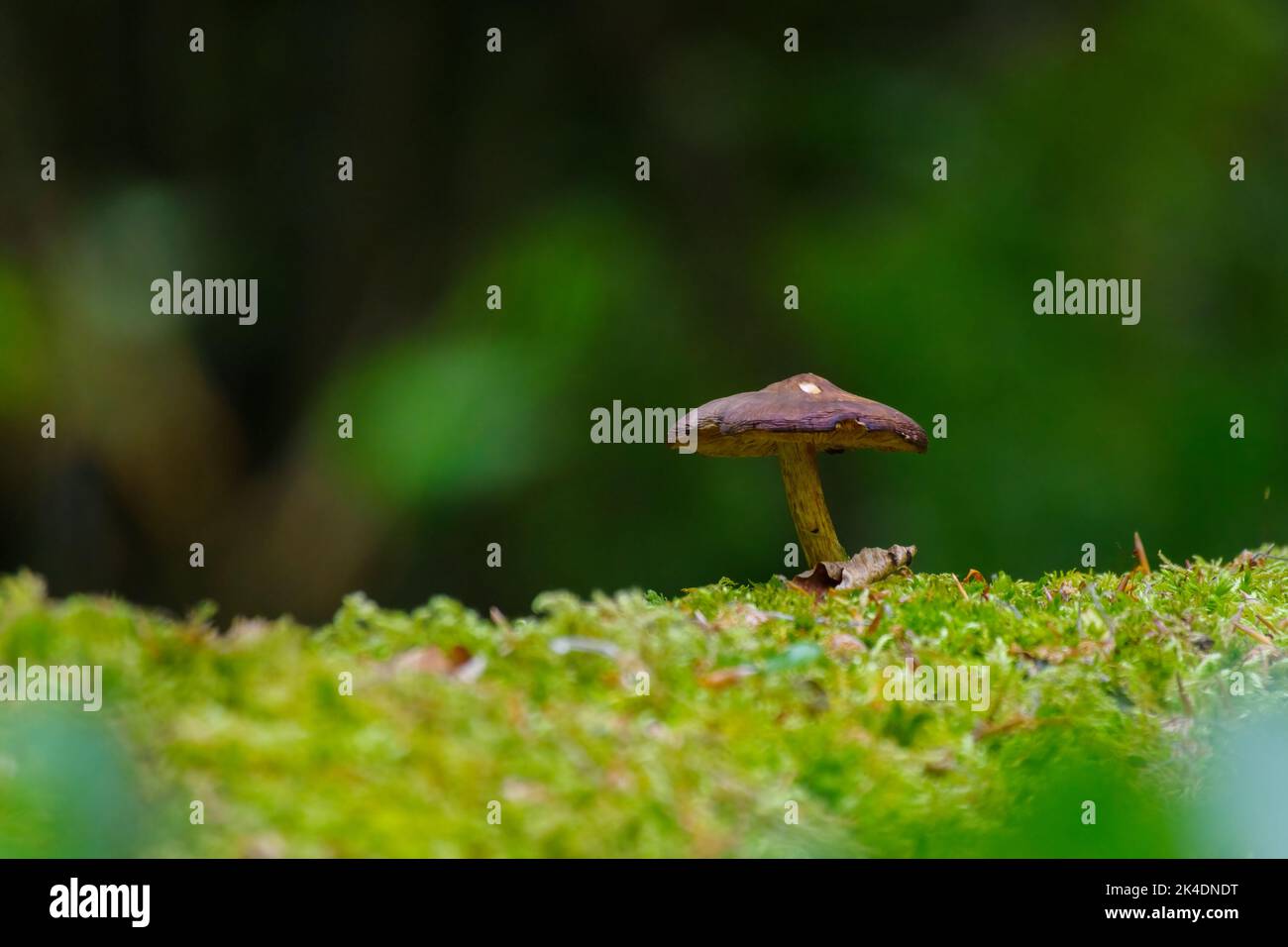 small mushroom growing on moss in a dark forest Stock Photo Alamy