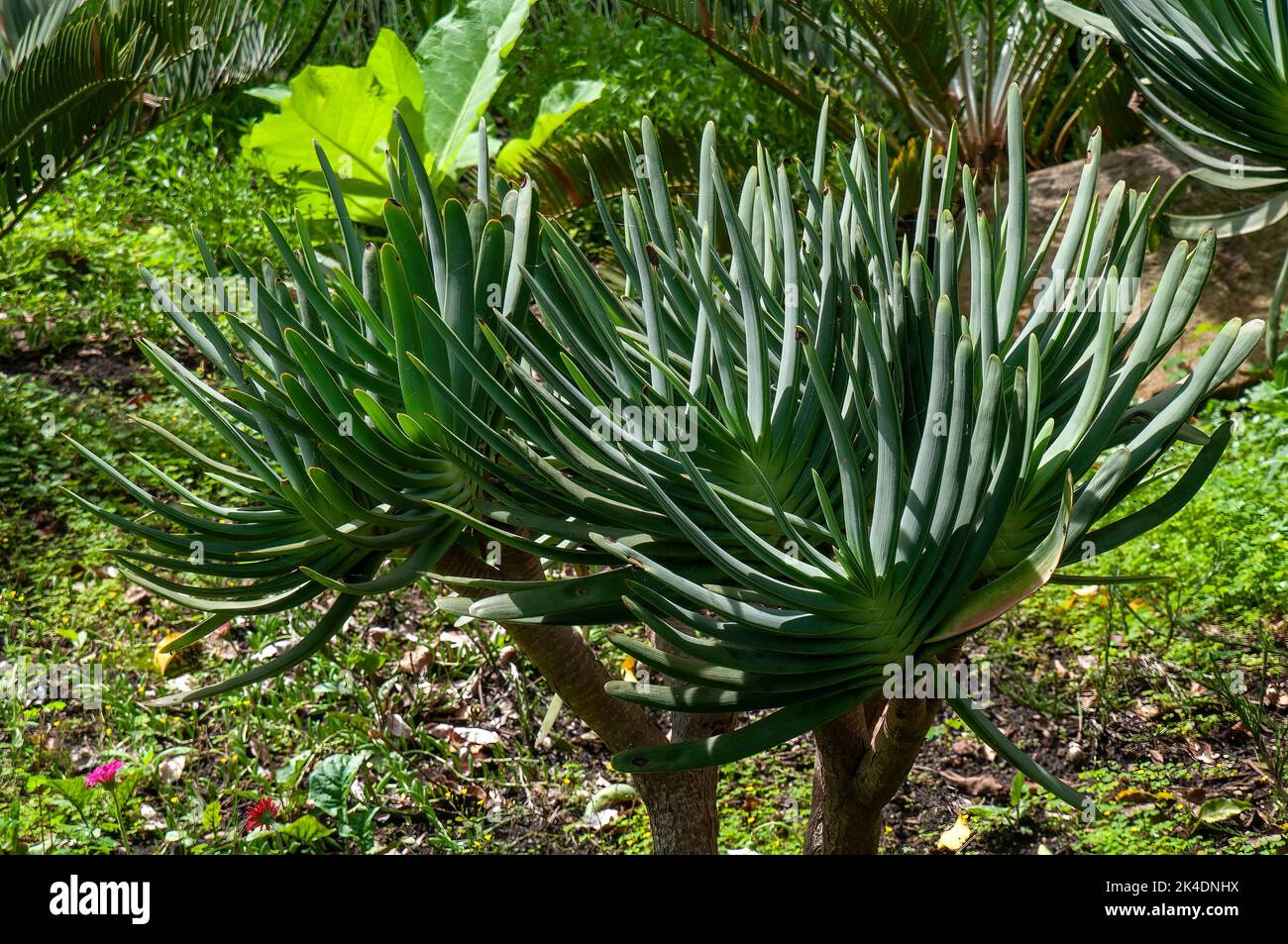 Sydney Australia, kumara plicatilis or the fan-aloe, a succulent plant endemic to a few mountains in the Fynbos ecoregion, of the Western Cape in Sout Stock Photo